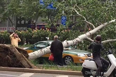 树倒砸车或全赔？恶劣天气“闯祸”谁买单？