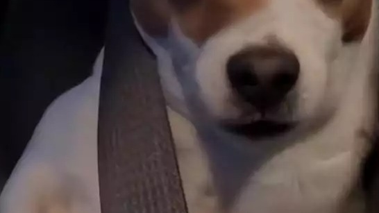 男子为省钱选择拼车，上车看到“拼友”后语塞：活得还不如狗呢