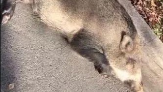 猪撞车身亡，车也坏了！车主：猪我拉走，抵车损！民警却说……