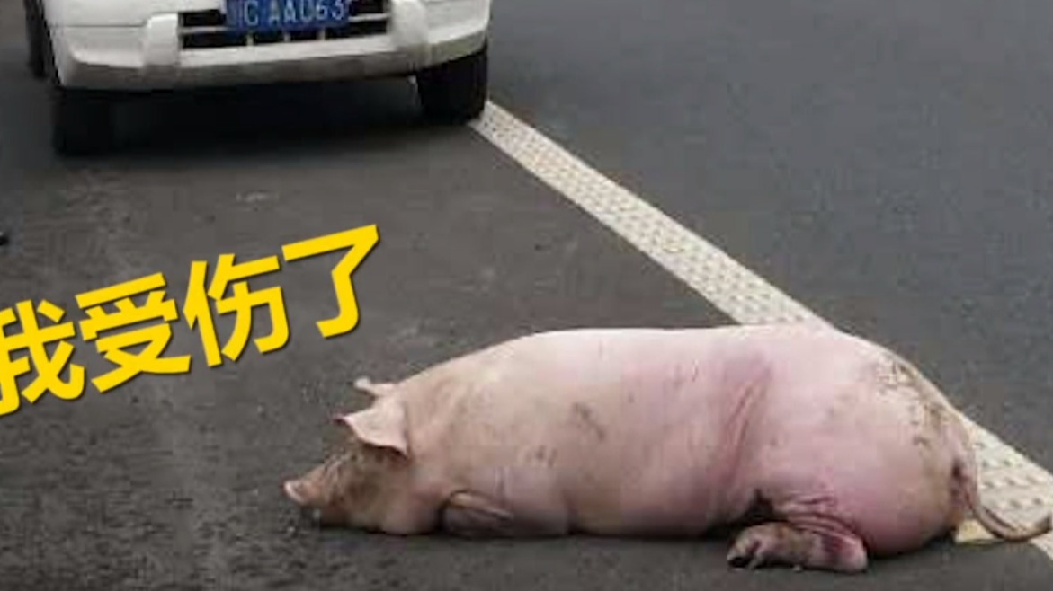  “二师兄”高速上越狱受伤 交警伸援手救了一命